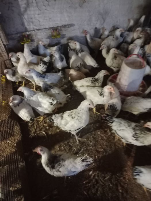 Куры малодка Адлер Серебристый.