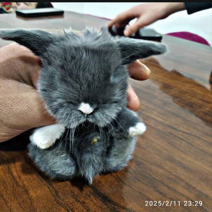 O'smidigan dekarativni quyonlar sotiladi