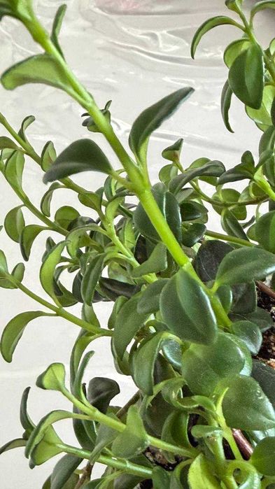 Нематантус Золотая рыбка