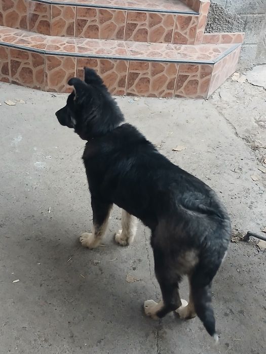 Щенок восточно=европейской овчарки