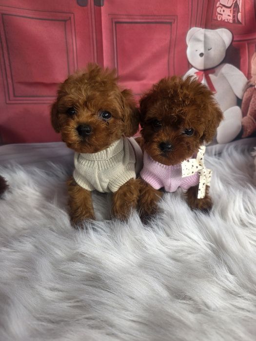 Пудел той момичета и момчета с документ за произход