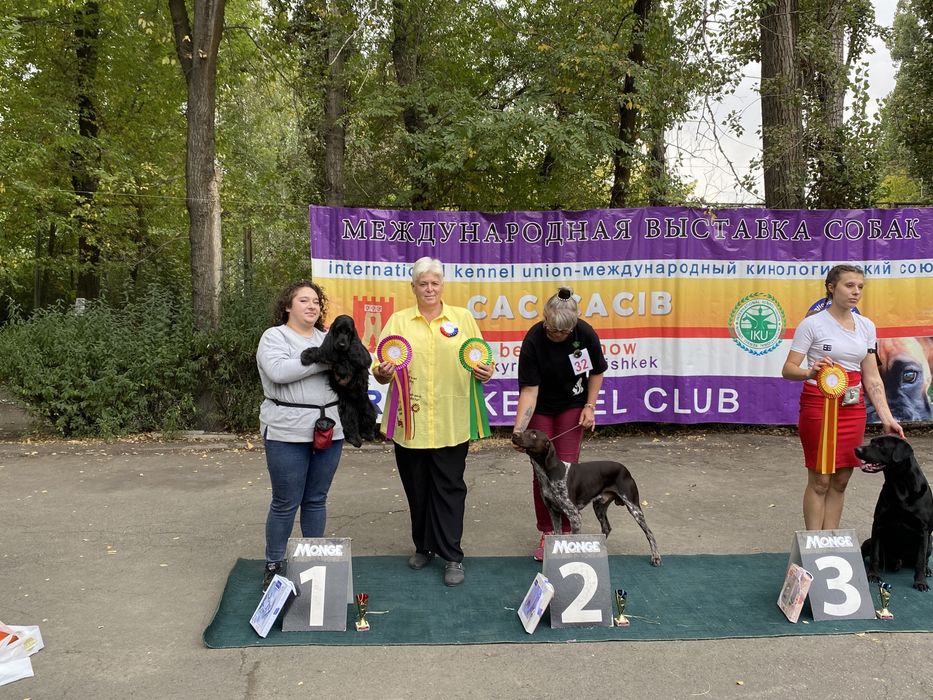 Английский кокер спаниель