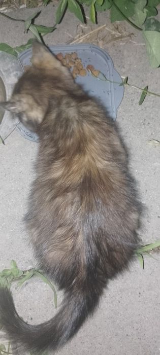Котенок в добрые руки
