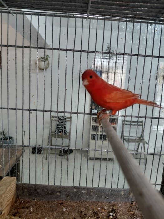 Vand canari Eforie Sud