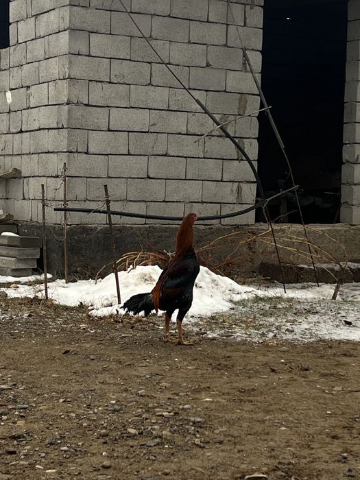 Қораз сатылады. Қызыққандар болса ватсапқа жазамыз.