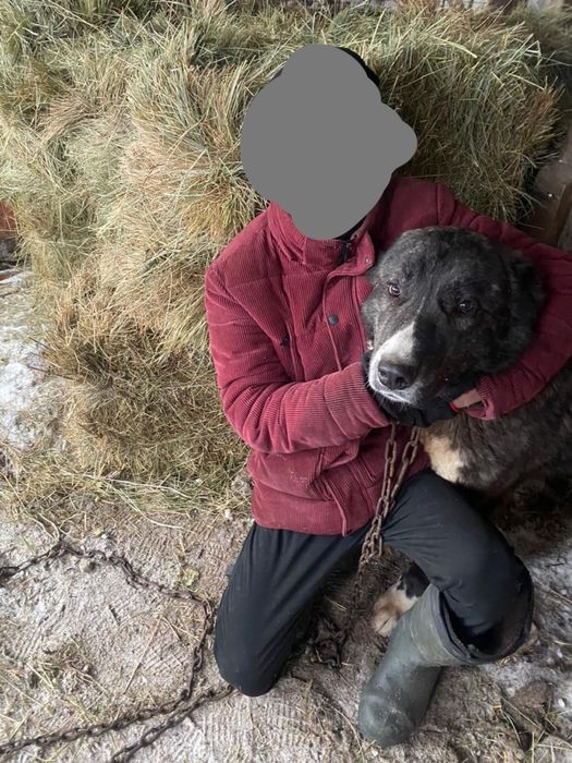 Продам собака тигр