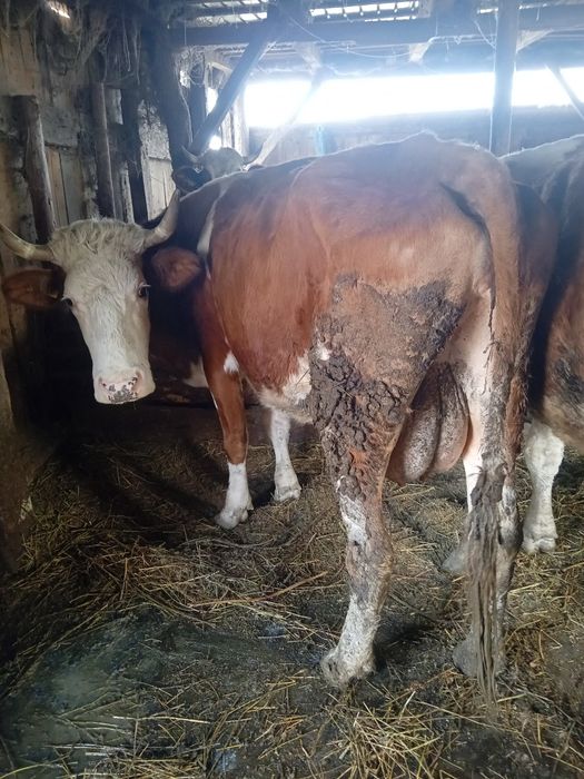 Vând vacă băltată Românească