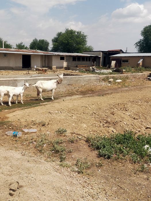 Ешкі сатылады  сауын