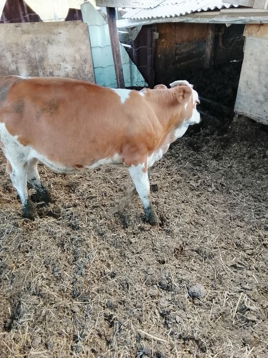 Vând 4 vițele bălțate
