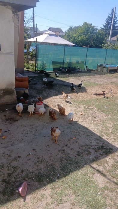 Rațe si rătoi...cocoși pentru taiat