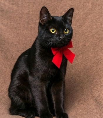 Отдам котика даром