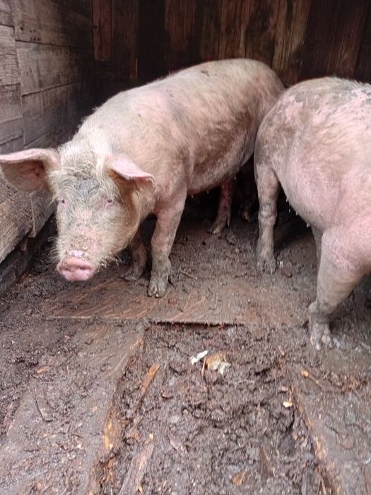 Продаются подсвинки