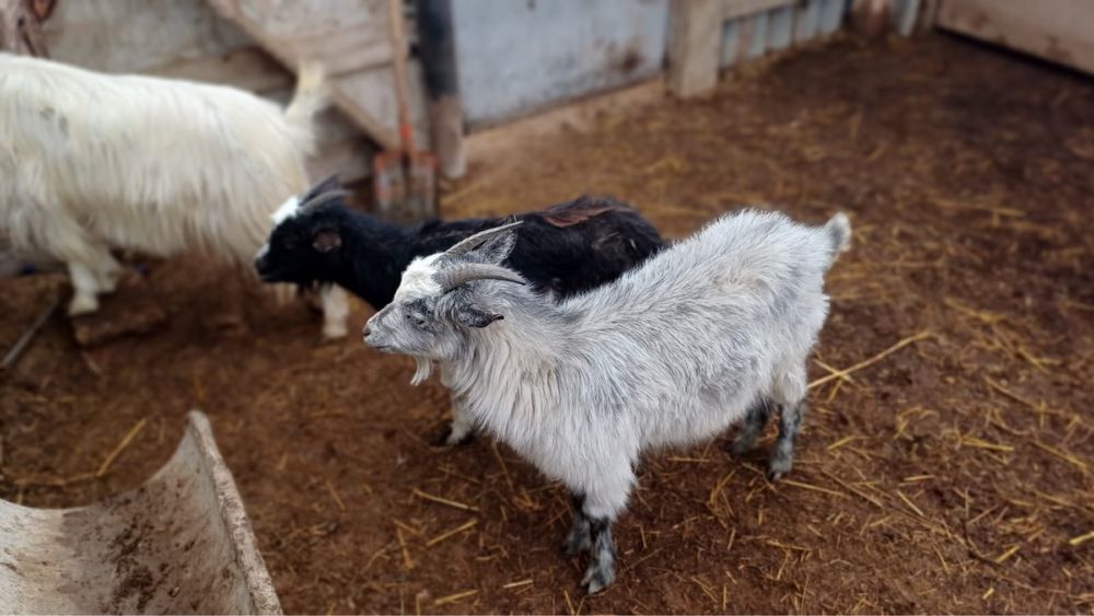 Заанениская шыбыш сатылады…