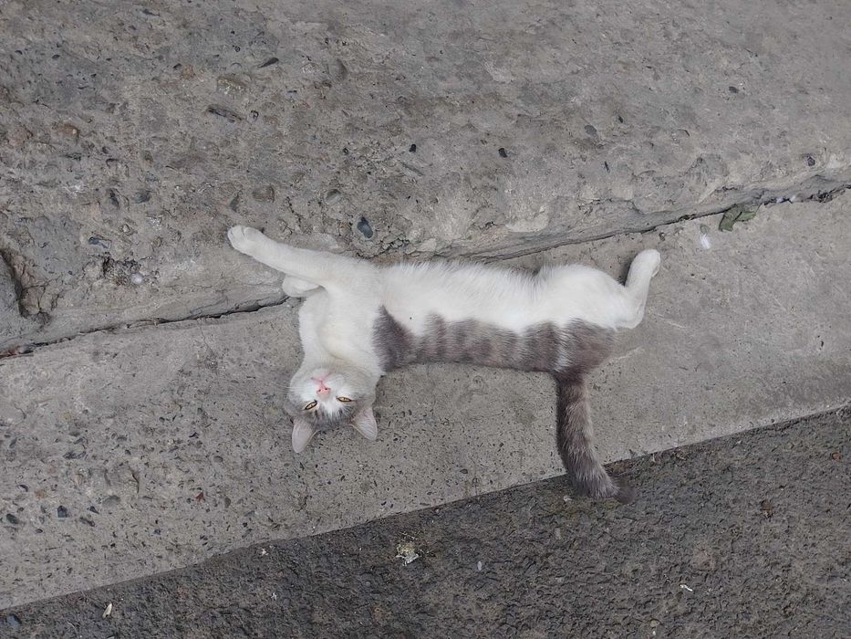 котик ищет дом.!