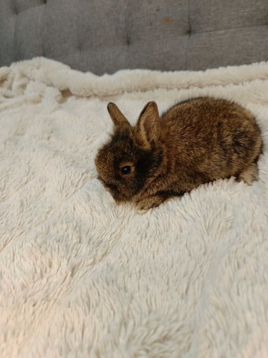 Декоративни зайчета на 1 месец