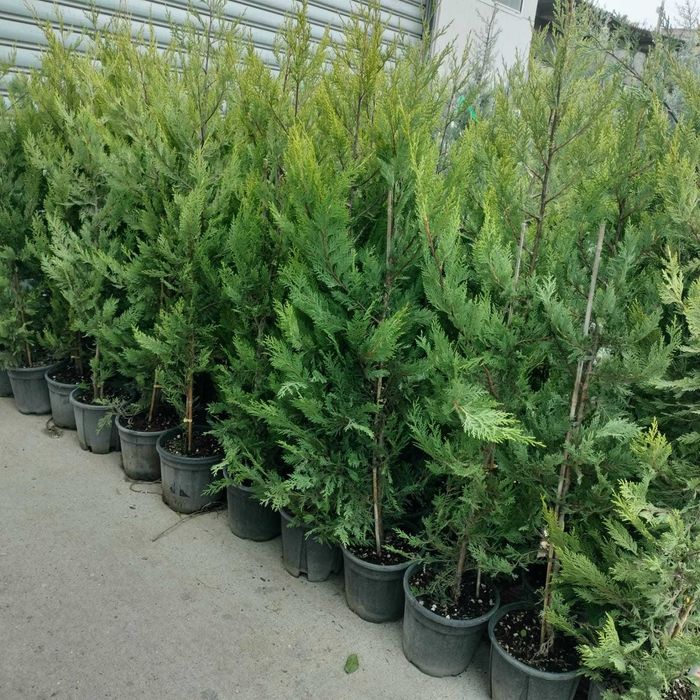 Leylandii 160-180cm