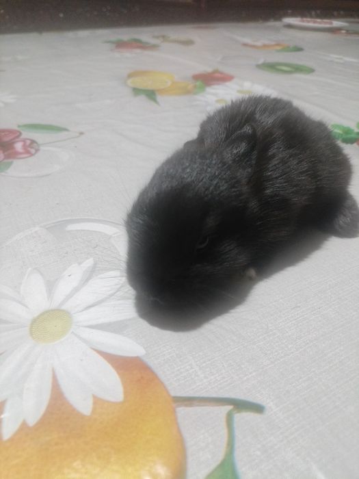 Srochni sotiladi