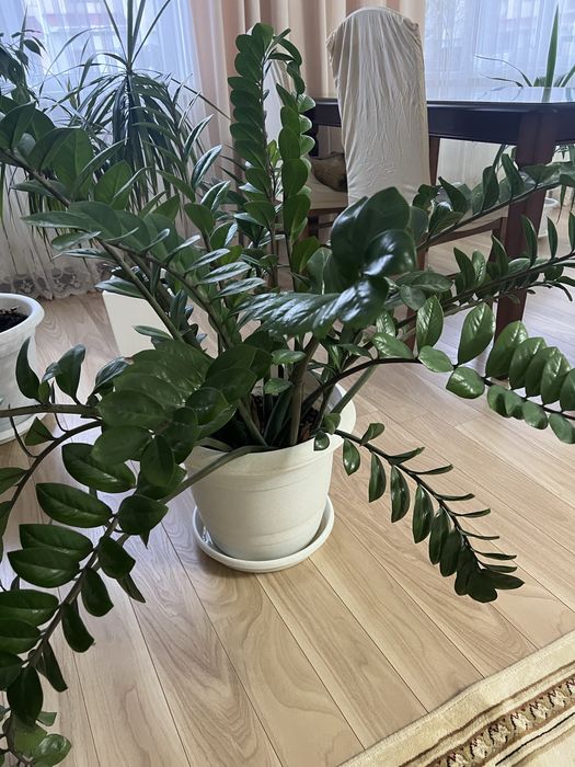 Замиокулькас - доллоровое