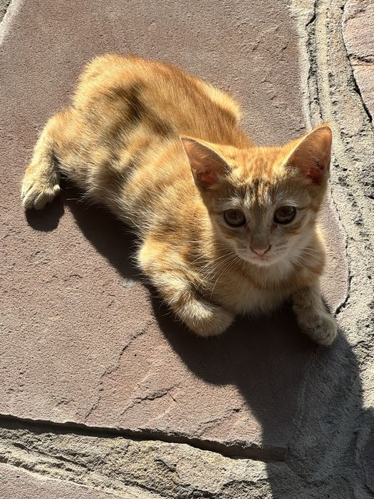 Кошки бесплатно