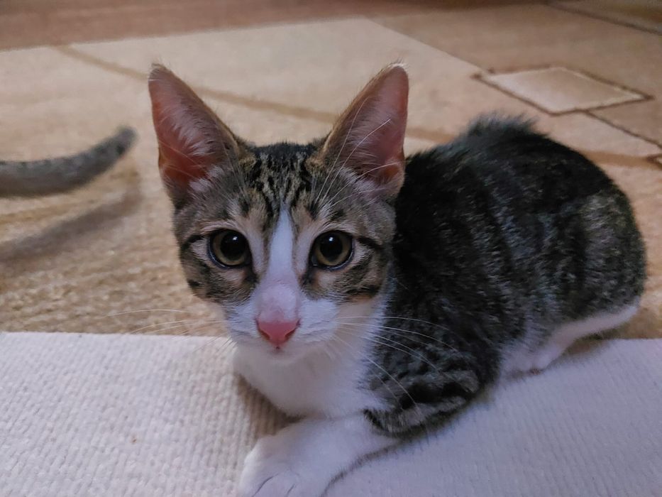 Котята, кошка в добрые руки