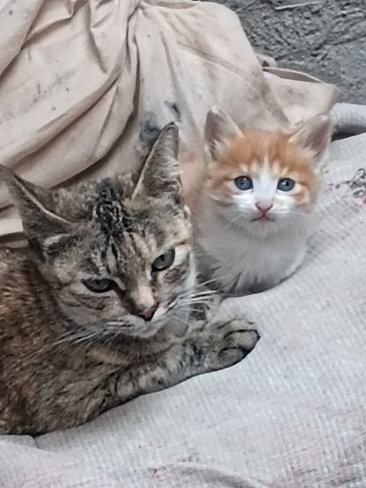 котята даром в добрые руки
