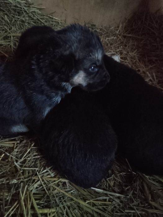 Щенки немецкой овчарки