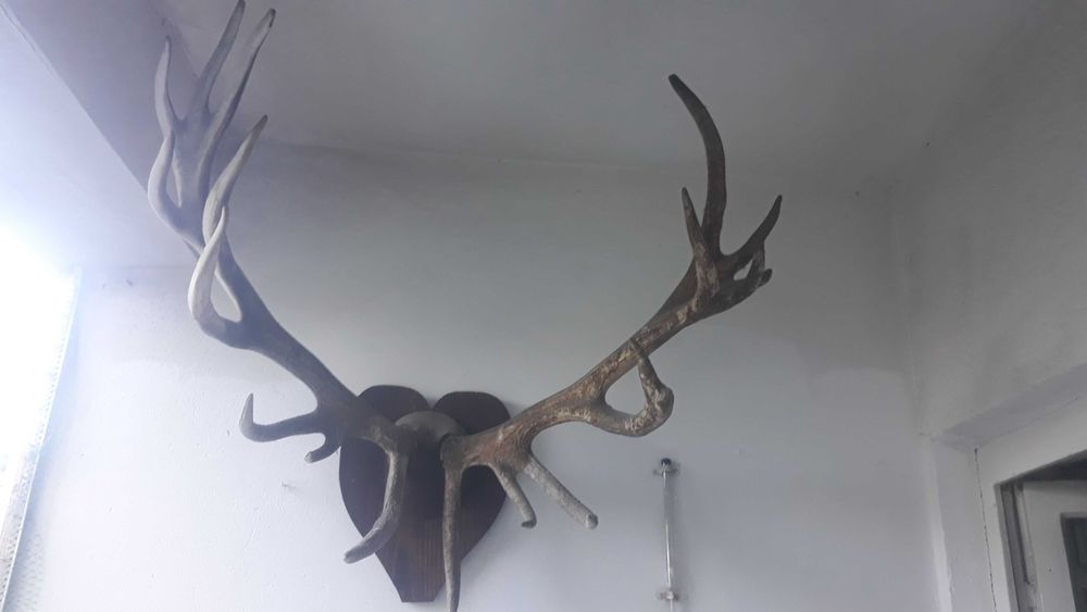 Coarne splendide de cerb carpatin