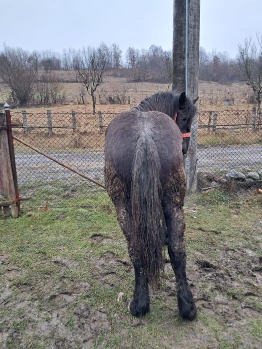 Vând Mânz în județul Mureș