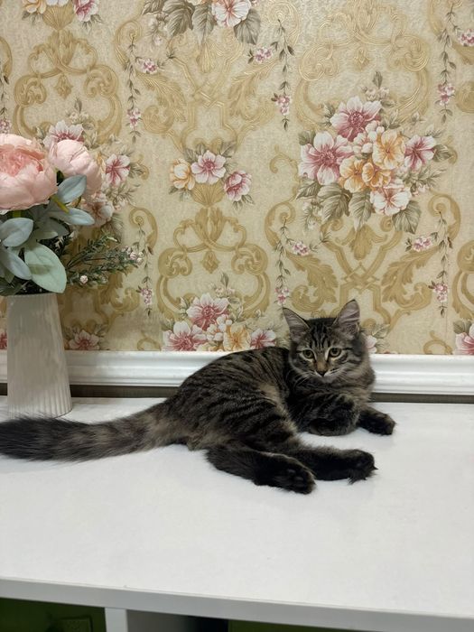 Ищем дом котёнку девочке