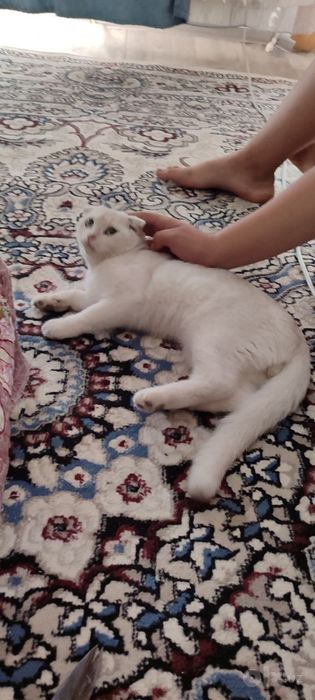 Mushuklar nomi Oskar