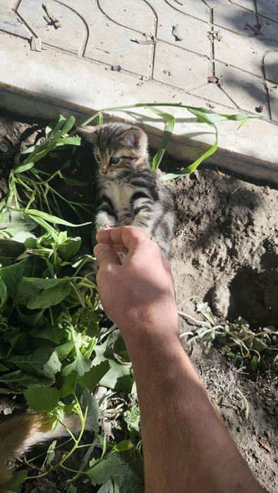 Отдам домашние котята кошки даром