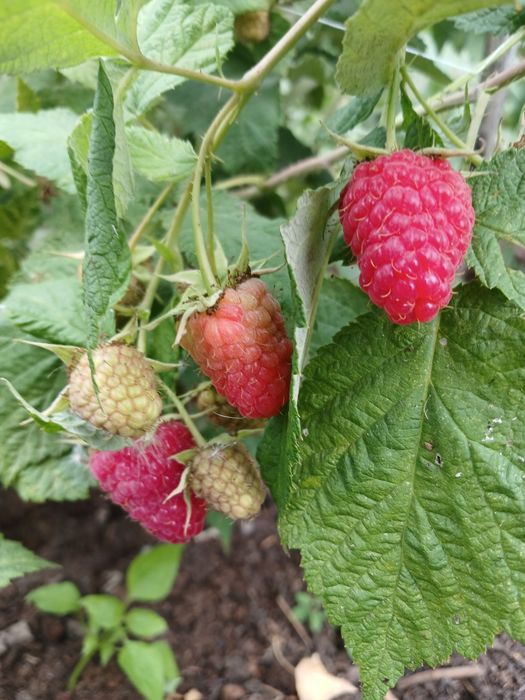 Дача, р-н Телецентр, с/о Кристалл