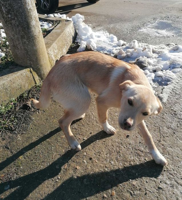 Подарявам кученца