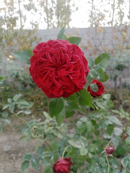 Штамплар сотилади