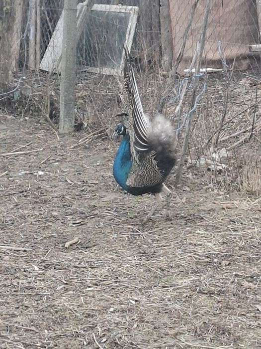 De vânzare păun standard