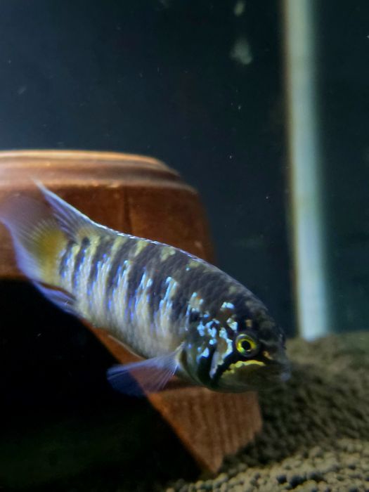 Малек Ivanacara Adoketa