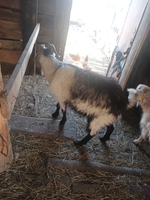 Продам козла 1,5 года