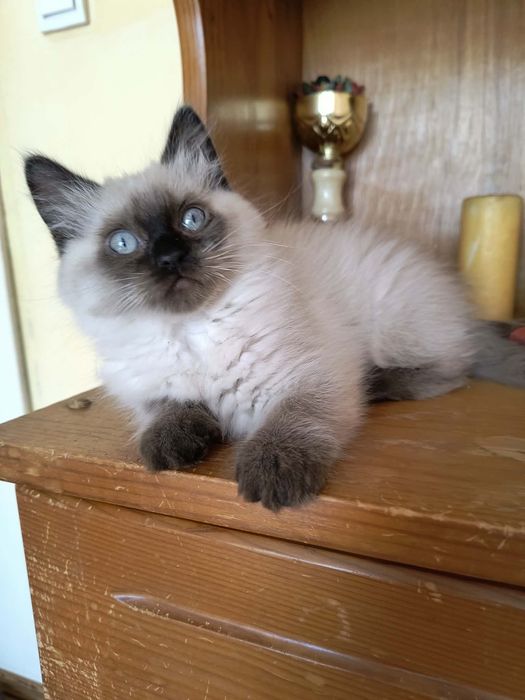 Котета Регдол / Ragdoll