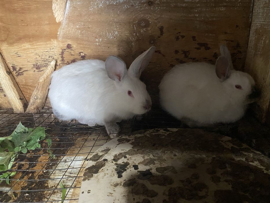 В продаже кролята, возраст три месяца!