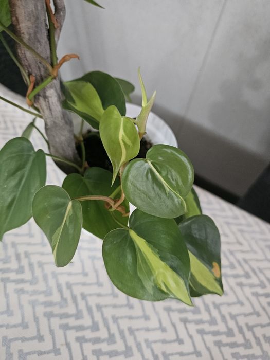 Продам комнатный цветок