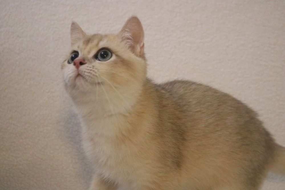 Британский чистокровный мальчик голубое золото