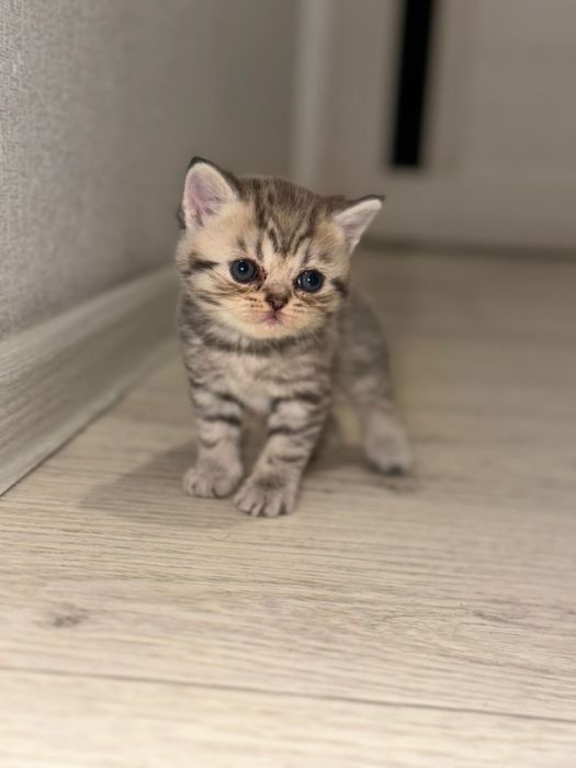 Продам котят британцы