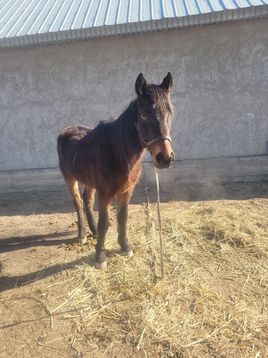 Пишпе жуас ат...