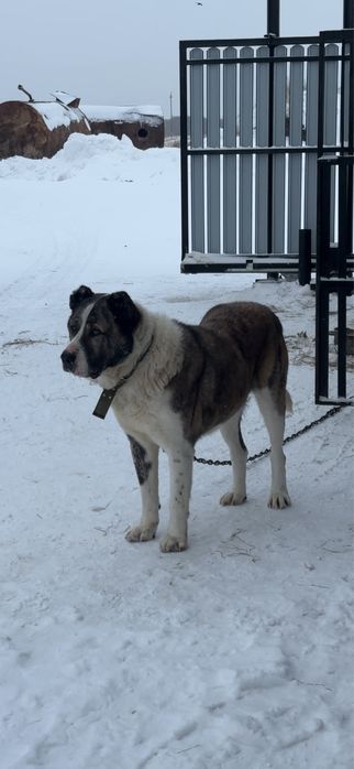 Щенки 1 месец Алабай