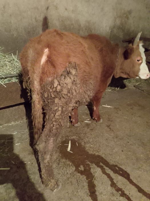 Продам          быка