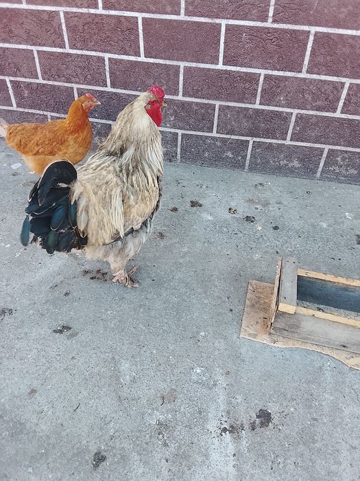 Тауық түрлері қораз