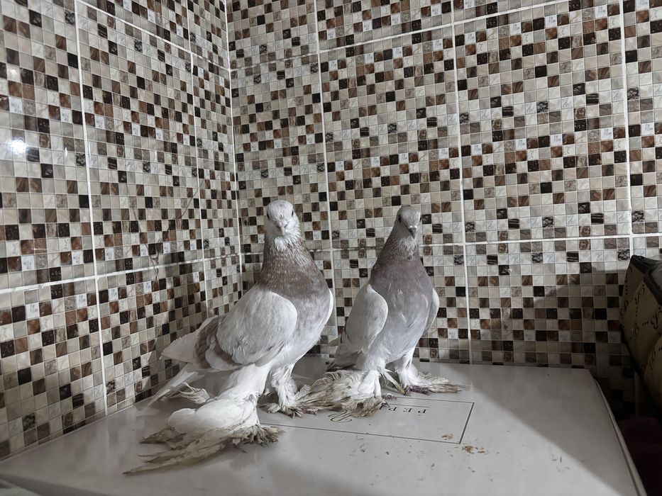 Голуби сирен  самка самец