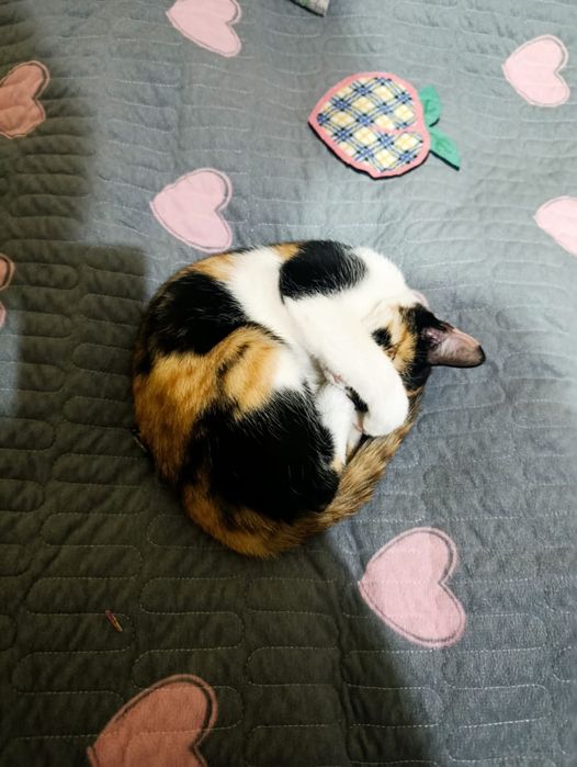 Кошка приучена к лотку