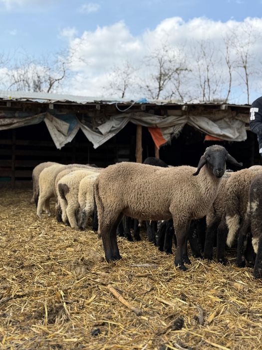 Miei de vanzare pentru masa de Paste