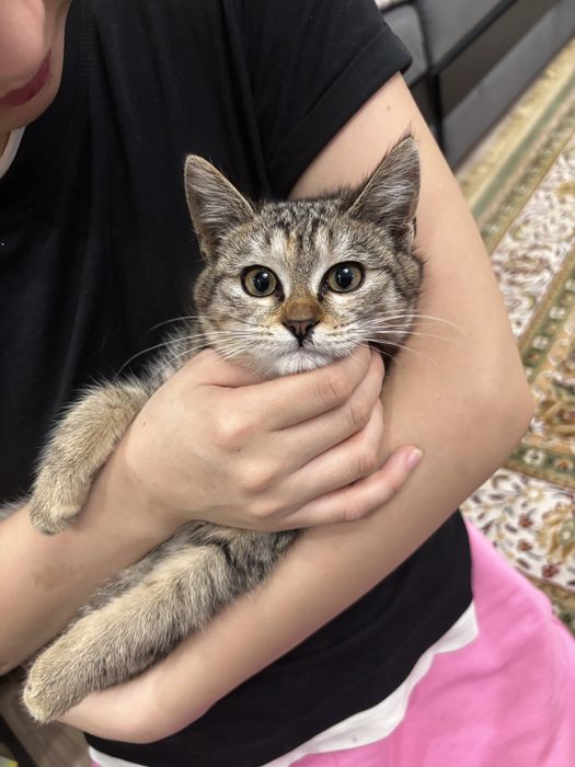 ищем хозяев для котенков